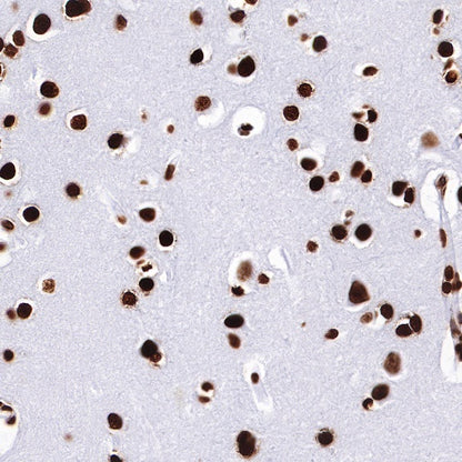 Histone H4 Recombinant Rabbit mAb (S-499-30)