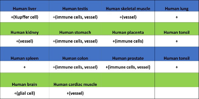 HLA-DRA Rabbit Polyclonal Antibody
