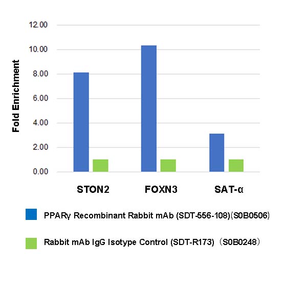 PPARγ Recombinant Rabbit mAb (SDT-556-108)