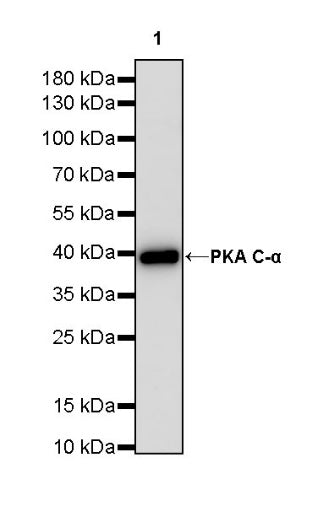 PKA C-α Recombinant Rabbit mAb (S-2564-5)