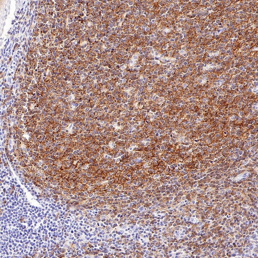 CD19 Mouse mAb (S-1039-46)