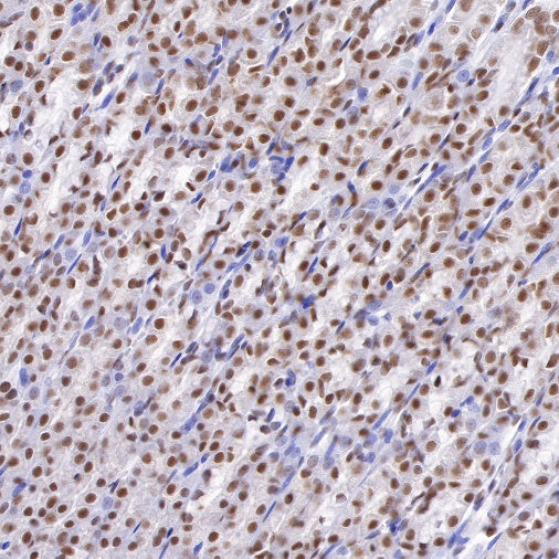 RNA polymerase II CTD repeat YSPTSPS (phosphor S2) Recombinant Rat mAb (S-R199)