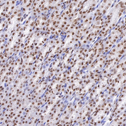 RNA polymerase II CTD repeat YSPTSPS (phosphor S2) Recombinant Rat mAb (S-R199)