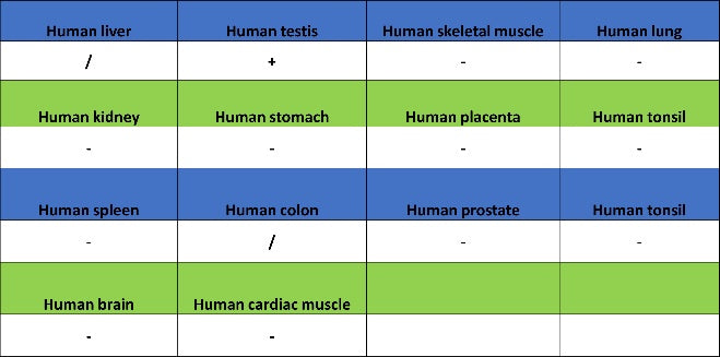 NUT Recombinant Rabbit mAb, PBS Only (SDT-3062)