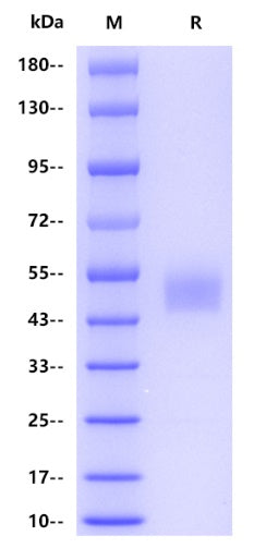 Human CD3 delta Protein, hFc Tag