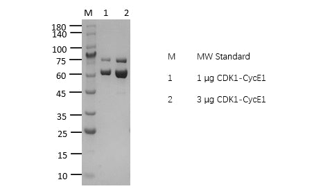 CDK1/CycE1 Protein