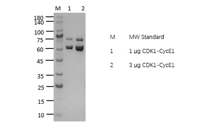 CDK1/CycE1 Protein