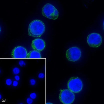 CD3 epsilon Mouse mAb (SDT-570-36)