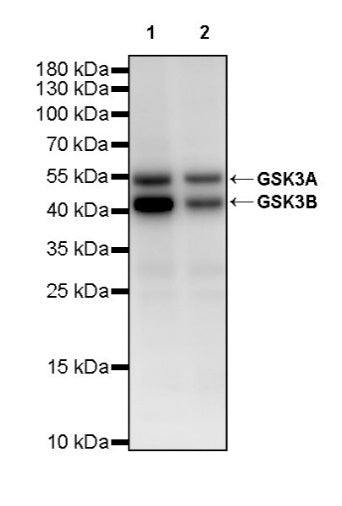 GSK3A/B Recombinant Rabbit mAb (S-2659-135)