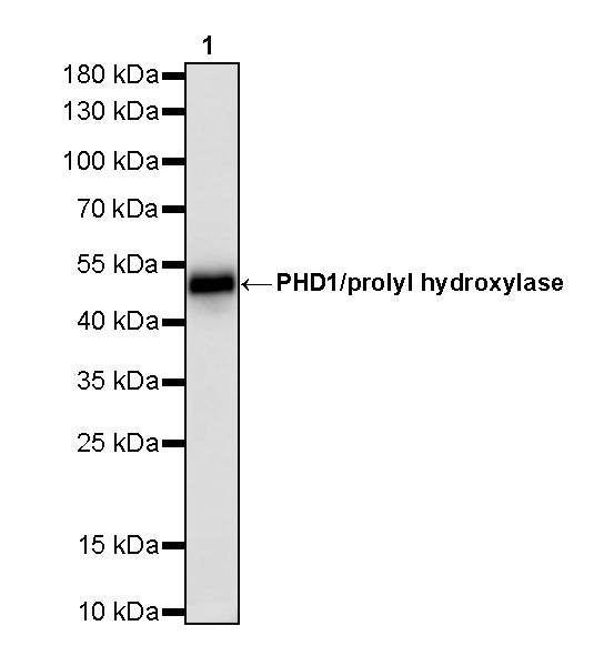 PHD1/prolyl hydroxylase Recombinant Rabbit mAb (S-5060-43)
