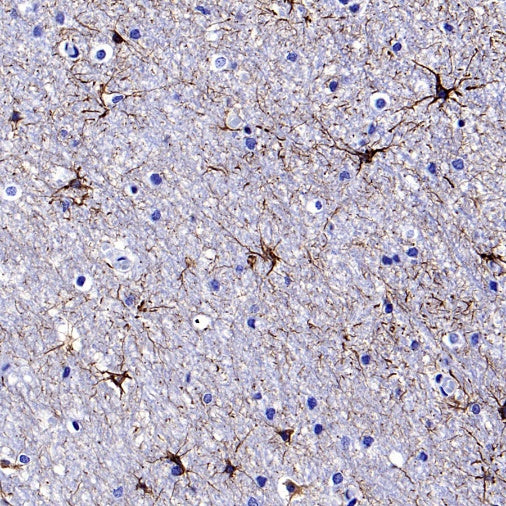 GFAP Recombinant Mouse mAb,PBS Only (SDT-3032)