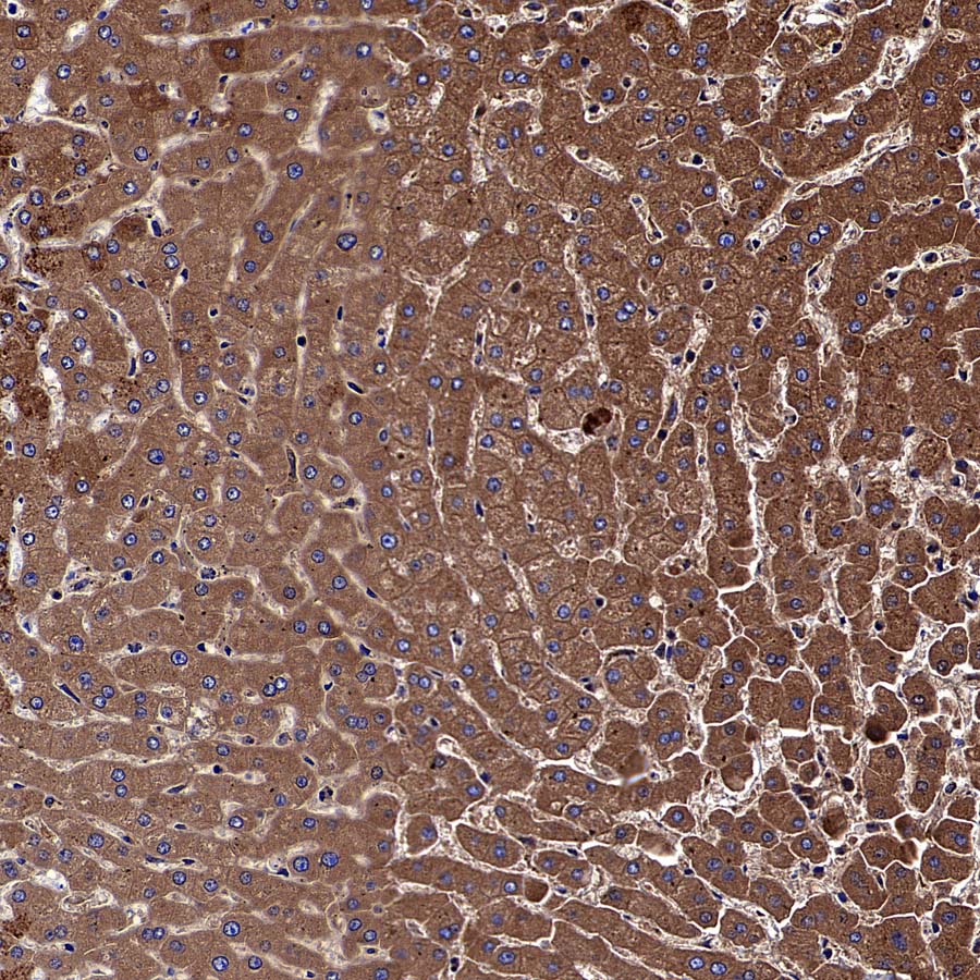 USP14 Recombinant Rabbit mAb (S-4022-13)