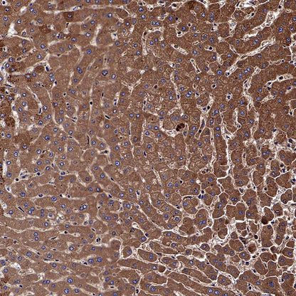 USP14 Recombinant Rabbit mAb (S-4022-13)