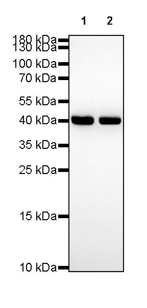 β-actin Recombinant Rabbit mAb (SDT-R156)