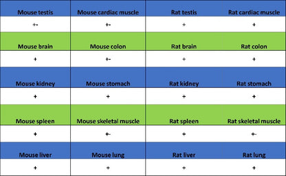 CDK9 Recombinant Rabbit mAb (S-2661-10)