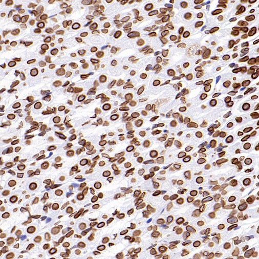Lamin A/C Recombinant Rabbit mAb (S-950-164)