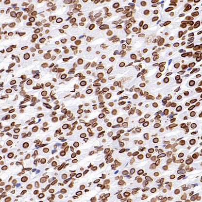Lamin A/C Recombinant Rabbit mAb (S-950-164)