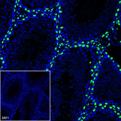 GATA4 Recombinant Rabbit mAb (S-1428-141)