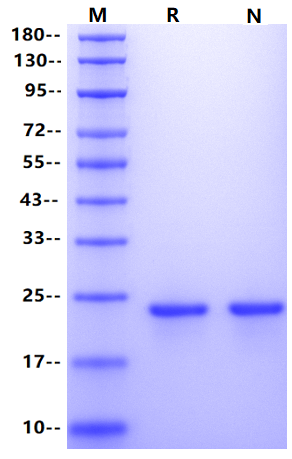 FGF-21 Protein, Rat