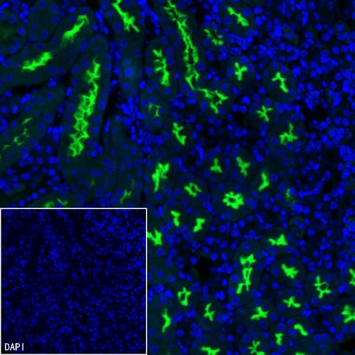 CD10 Recombinant Rabbit mAb (Alexa Fluor® 488 Conjugate) (S-006-77)