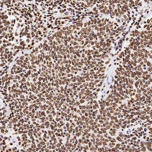 Histone H4 Recombinant Rabbit mAb (S-499-253)