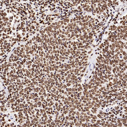Histone H4 Recombinant Rabbit mAb (S-499-253)