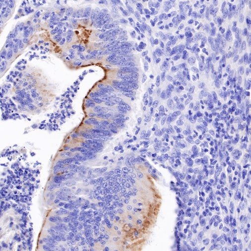 Spink1 Recombinant Rabbit mAb (S-R249)