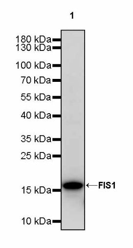FIS1 Rabbit Polyclonal Antibody