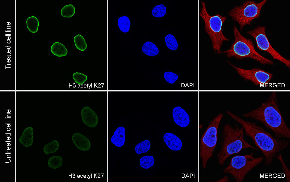 Histone H3 (acetyl K27) Rabbit pAb