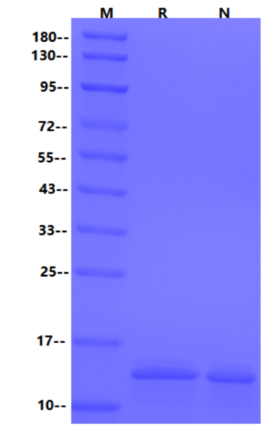 IL-31 Protein, Mouse