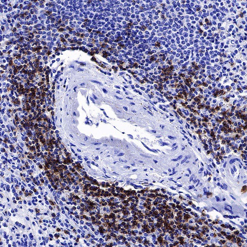 CD6 Mouse mAb (S-688-33)