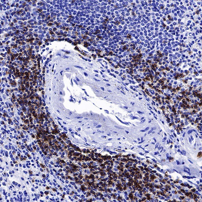 CD6 Mouse mAb (S-688-33)
