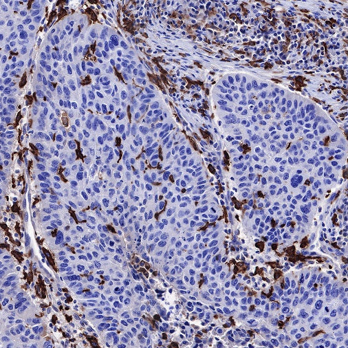 CD14 Mouse mAb (SDT-631-7)