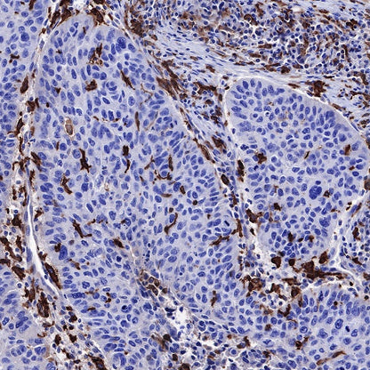 CD14 Mouse mAb (SDT-631-7)