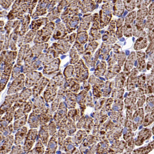 ACSL1 Recombinant Rabbit mAb (S-811-150)