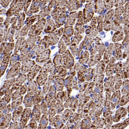 ACSL1 Recombinant Rabbit mAb (S-811-150)