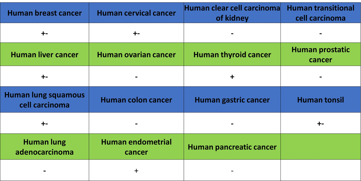 YTHDC2 Recombinant Rabbit mAb (S-3338-41)