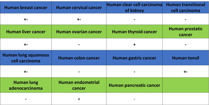 YTHDC2 Recombinant Rabbit mAb (S-3338-41)