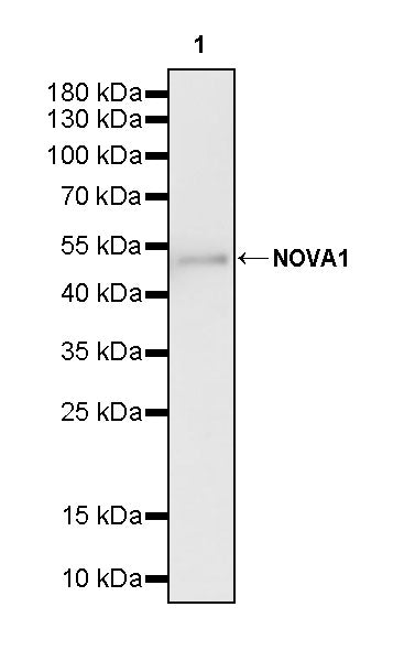 NOVA1 Recombinant Rabbit mAb (S-4031-71)
