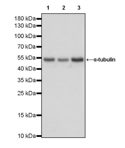 α-tubulin Recombinant Mouse mAb (HRP Conjugate) (S-364-23HL)