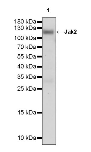 Jak2 Recombinant Rabbit mAb (S-1316-5)