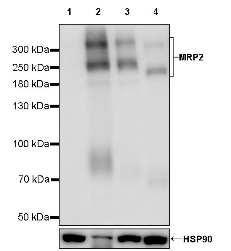 MRP2 Recombinant Rabbit mAb (S-2316-41)