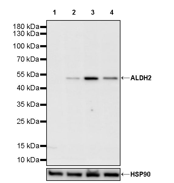 ALDH2 Rabbit Polyclonal Antibody
