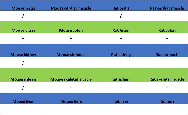 Talin-1 Recombinant Rabbit mAb (S-1483-25)