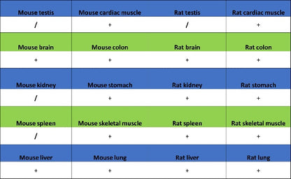 Talin-1 Recombinant Rabbit mAb (S-1483-25)