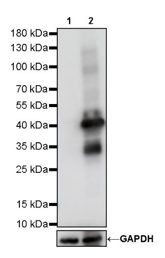 S-RMab® GST Tag Recombinant Rabbit mAb (S-372-19)