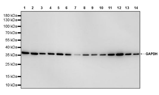 GAPDH Recombinant Mouse mAb (S-4721)