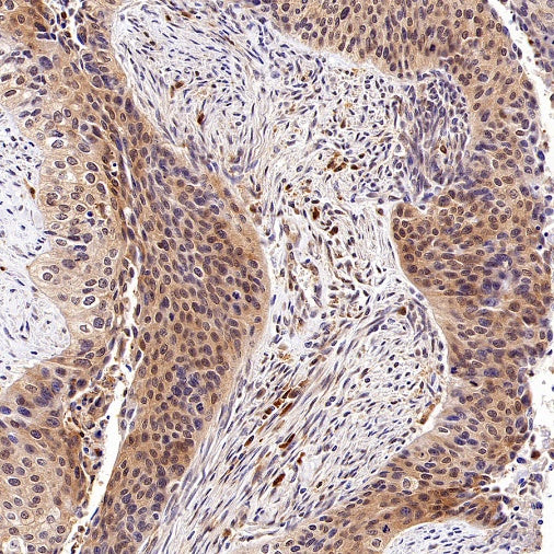 eIF4E Rabbit Polyclonal Antibody