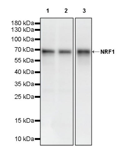 NRF1 Recombinant Rabbit mAb (S-2409-103)