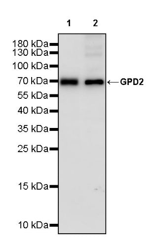 GPD2 Recombinant Rabbit mAb (S-2941-41)